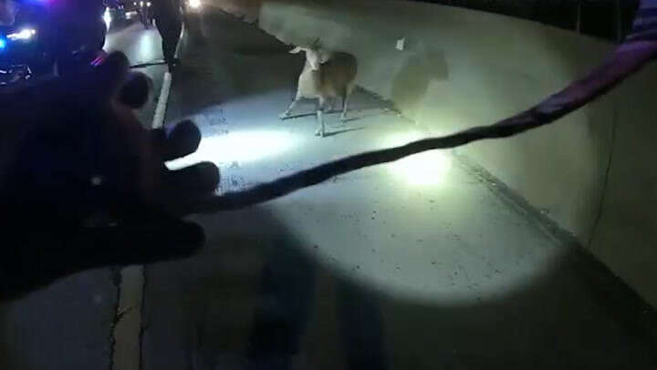 Police officers chase runaway goat down Ohio highway