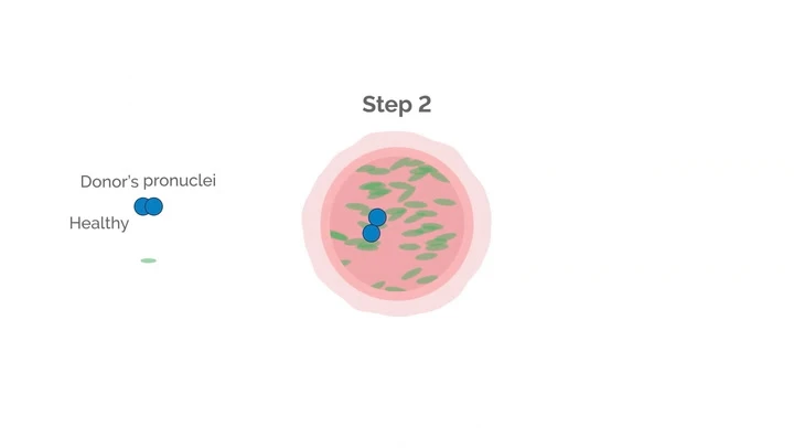 IVF technique which created eight healthy babies demonstrated