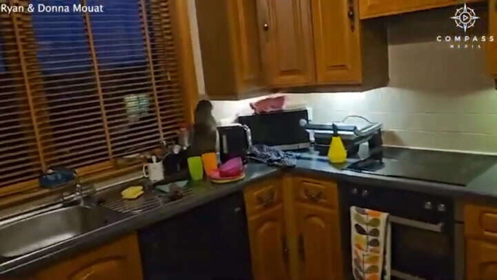 Watch: Wild otter causes chaos in family’s kitchen