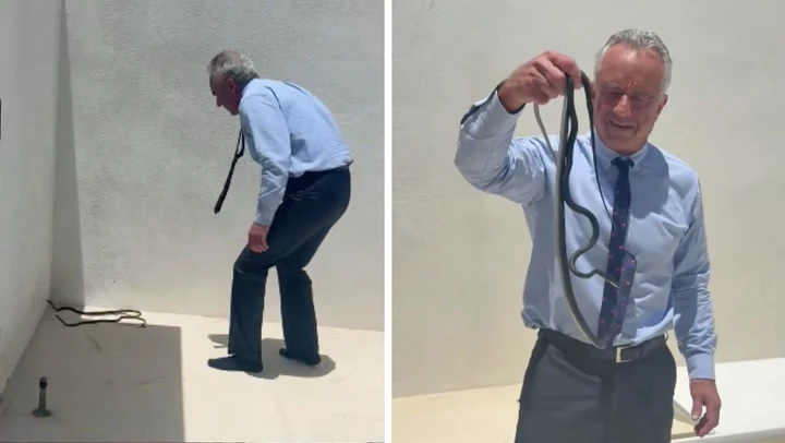 RFK Jr bitten by snakes after grabbing writhing reptiles