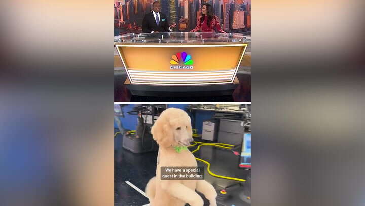 Dog interrupts news broadcast by walking across studio on two legs