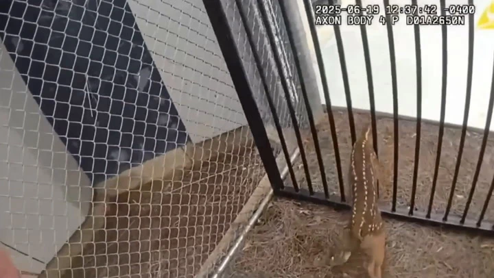 Police discover fawn trying to break into jail in Georgia