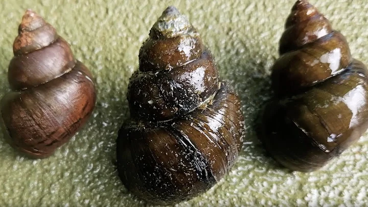Invasive ‘mystery’ snail sightings prompt warnings in Georgia