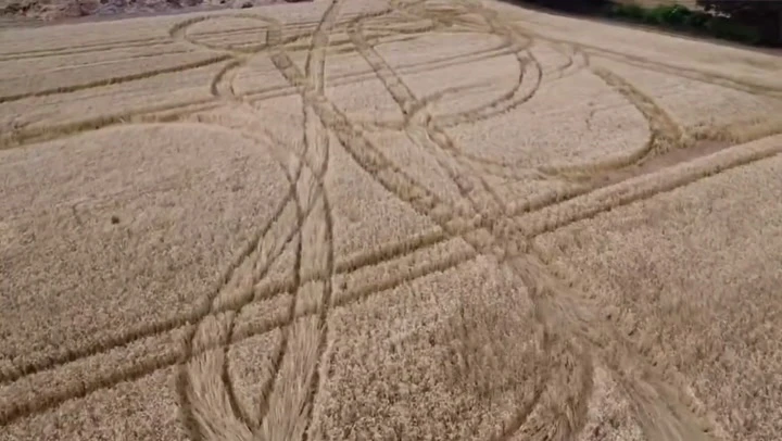 British farmer’s year-long wheat crop destroyed by vandals