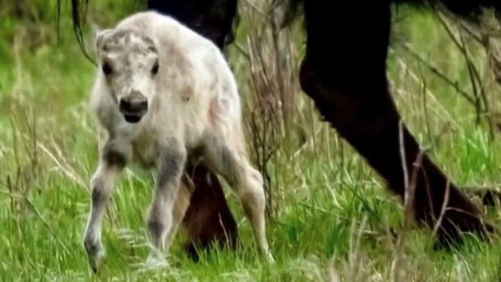 Watch: Rare white bison calf in Yellowstone National Park seen as omen