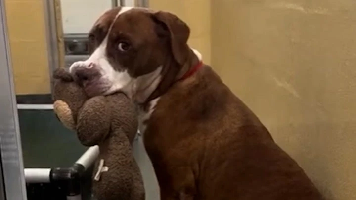 Shelter dog brings cuddly toys to everyone who walks past her kennel