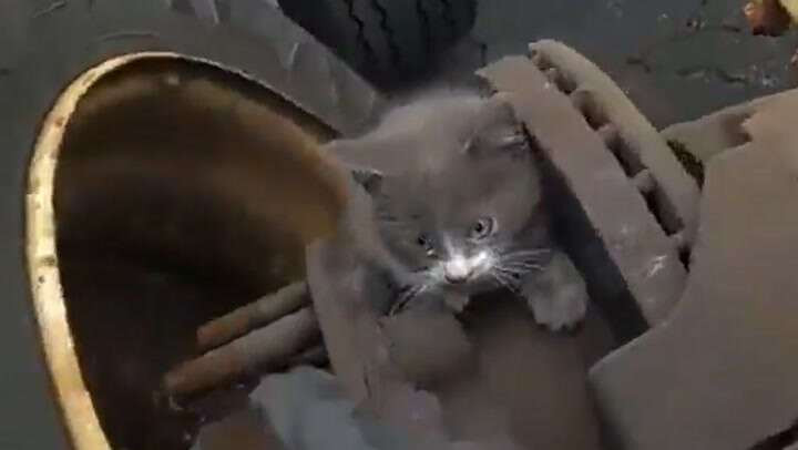 Driver finds kitten trapped inside truck wheels on routine inspection