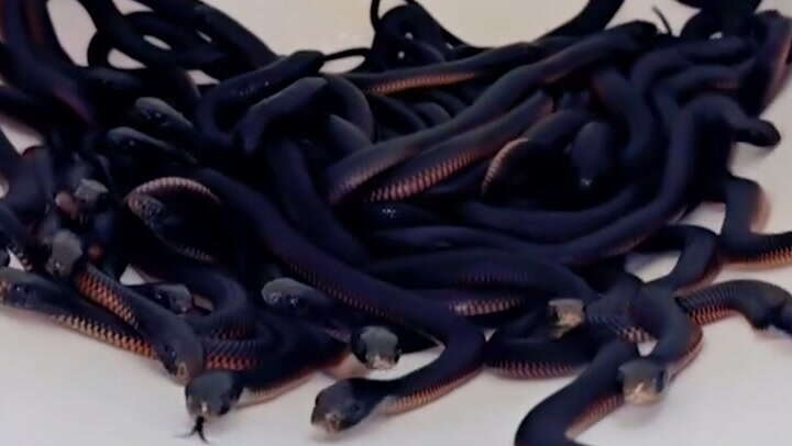 Watch: More than 100 snakes removed from Sydney man’s garden