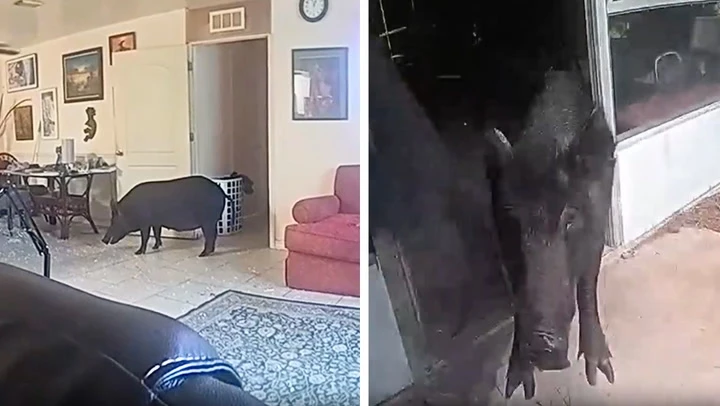 Wild boar charges sheriff’s deputy after being discovered in home