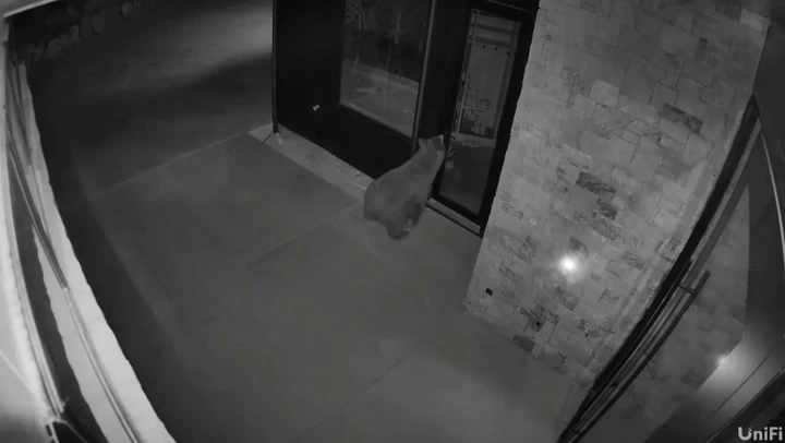 Moment bear uses door handle to walk into home
