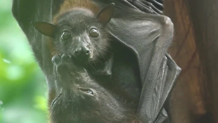 World’s oldest zoo welcomes three megabats to rainforest enclosure