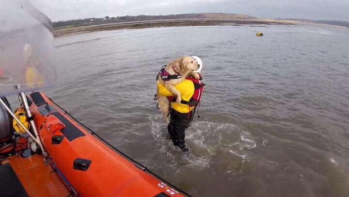 Watch: Spooked dog rescued by RNLI after getting swept out to sea