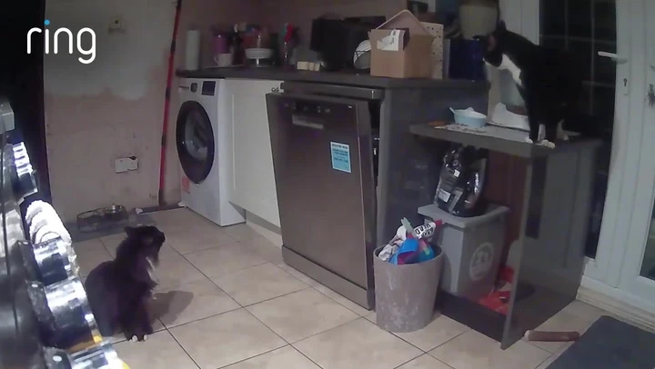 Neighbourhood cats secretly raid family’s home undetected for months