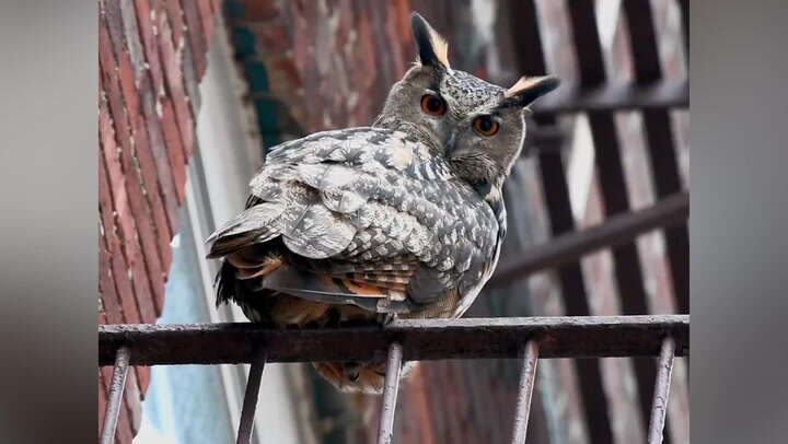 Flaco the escapee owl stares down camera as he perches on fire escape