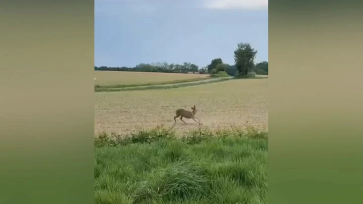 French police warn motorists to be on lookout for ‘drunk’ deer