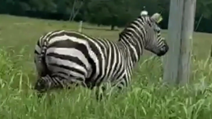 Escaped zebra spotted running around Tennessee