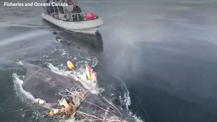 Whale entangled in fishing lines is rescued off British Columbia coast