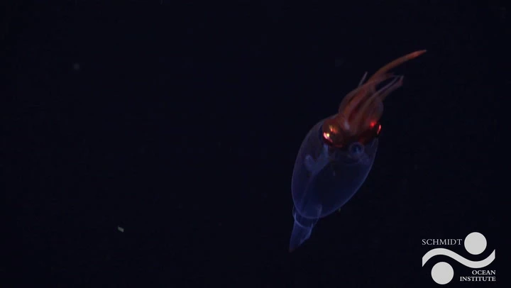 Deep sea squid caught on camera for the first time
