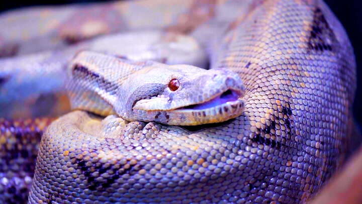 Fossil of ‘largest snake ever’ in history discovered in India