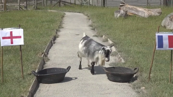 Goat predicts result of Lionesses’ first Euros game against France