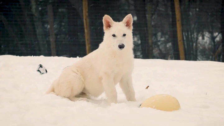 Meet the first dire wolf in 10,000 years