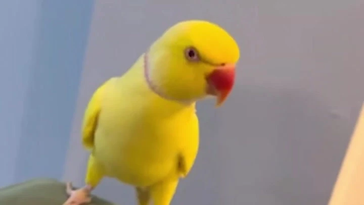 Talking parrot brings down Blackpool drugs ring