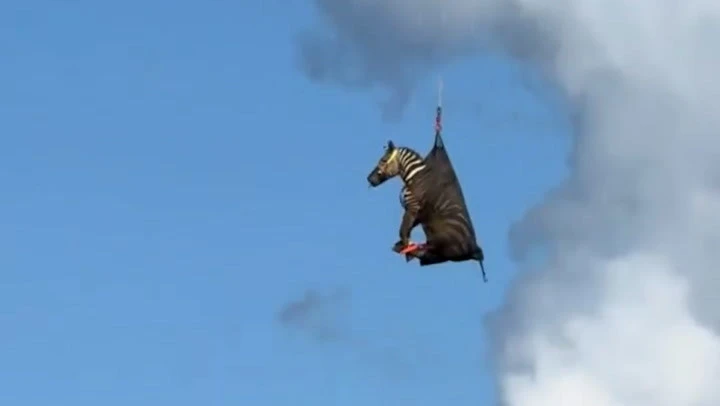 Runaway pet zebra is rescued and airlifted to safety in Tennessee