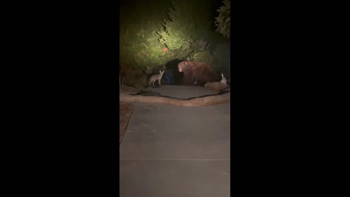 Bear spotted making friends with coyote in California