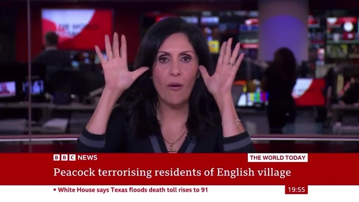 BBC newsreader does bizarre peacock impression live on air