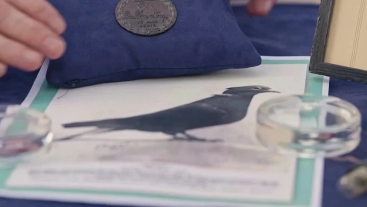 Antiques Roadshow guests shocked at value of medal awarded to pigeon