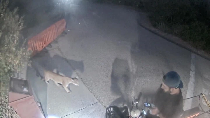 Cyclist has close encounter with mountain lion in Malibu park