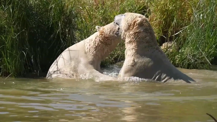 Polar bears cool down with dip in lake as UK braces another heatwave