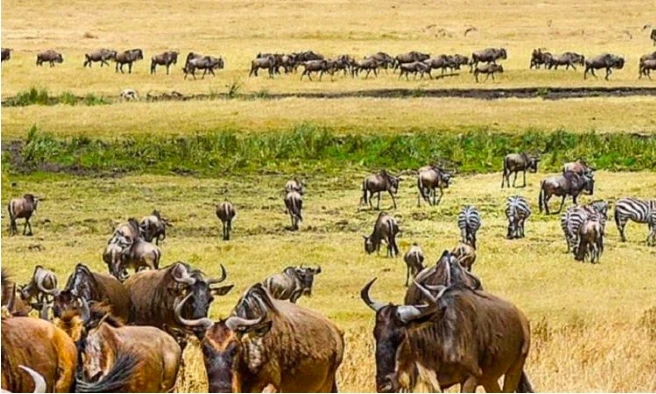 Safári na Tanzânia e Quênia: um guia para os melhores parques nacionais e reservas