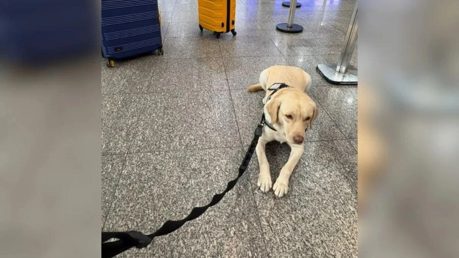 Cão de menina autista embarcará para Portugal após recusa da TAP, diz pai