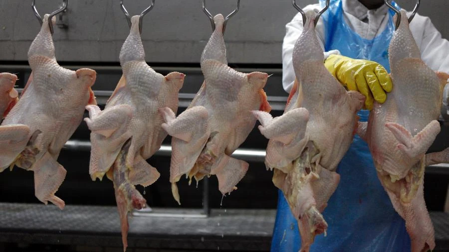 Europa, União Eurasiática e 30 países restringem compra de frango do Brasil