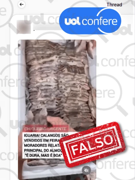 Vídeo mostra lagartixas na Indonésia; não calangos à venda em Crato (CE)