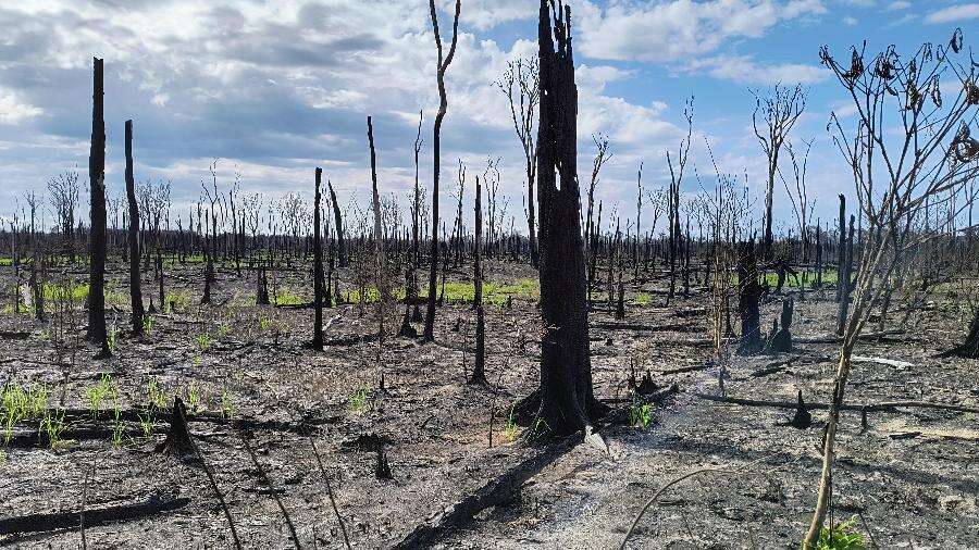 Na Amazônia em crise, até floresta alagada pega fogo Tiago da Mota e Silva