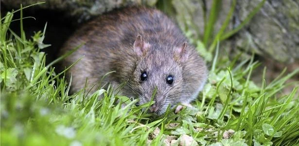Ratos aprendem a escapar de ratoeiras e perturbam moradores nos EUA
