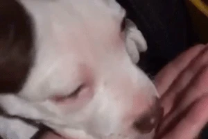 Tutora dá maconha para filhote de pitbull comer e posta vídeo na web