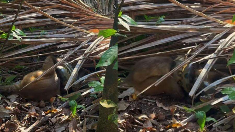 Macaco é sufocado por sucuri em MT: 'Vontade é de ajudar, mas não podemos'