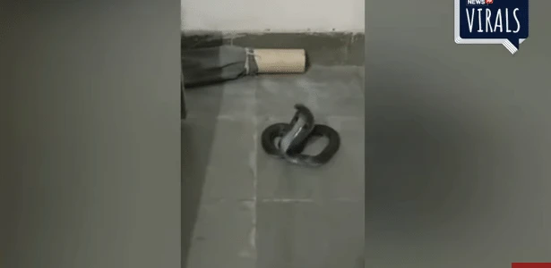 Cobra invade delegacia e assusta policiais até ser presa na Índia