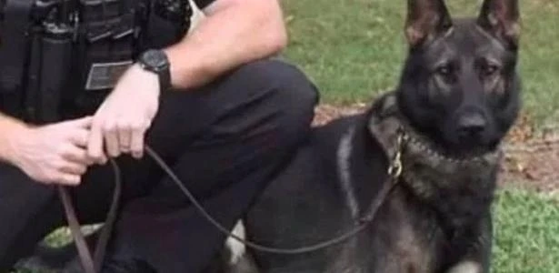 Jovem é condenado por sequestro e por atirar em cão policial durante fuga