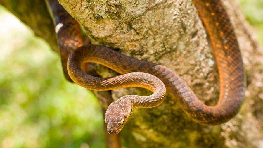 Infestação com 2 milhões de serpentes invasoras ameaça vida em ilha dos EUA