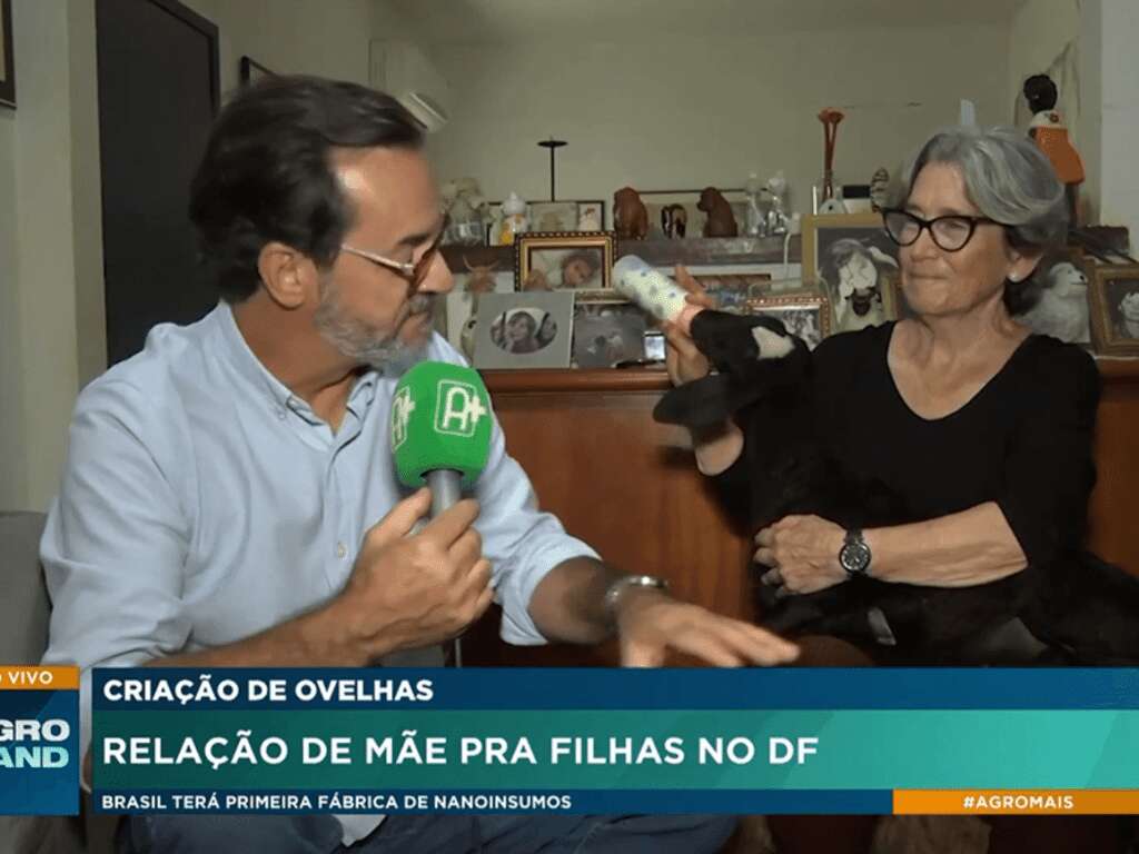 Médica Veterinária cria ovelhas da raça Santa Inês com mamadeira; assista