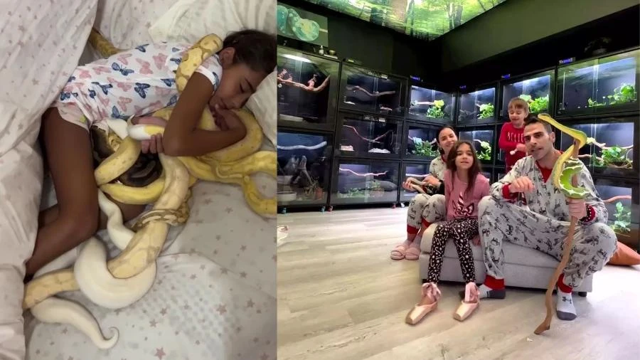 Homem cria mais de 100 cobras e filhos dormem com elas: 'São dóceis'