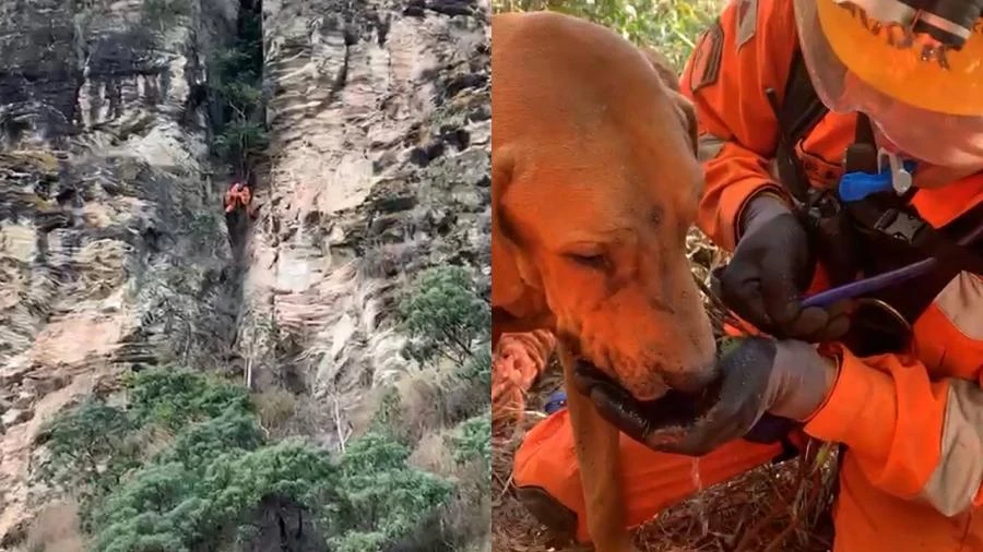 Cachorro 'montanhista' é resgatado a cerca de 37 metros de altura em MG