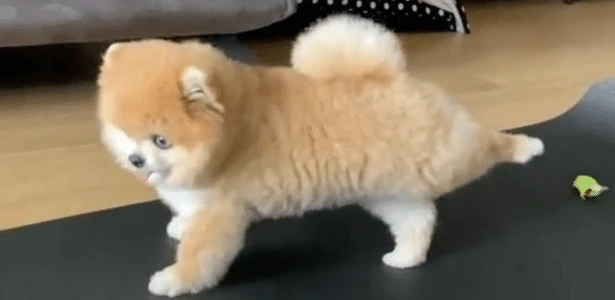 Cãozinho esbanja fofura e se alonga praticando ioga; assista