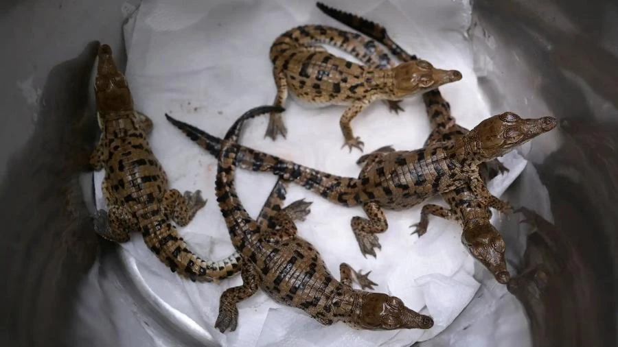 Por que crocodilos são colocados manualmente em rio da Venezuela