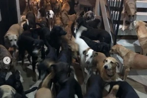 Homem abriga 300 cães na própria casa para protegê-los de furacão