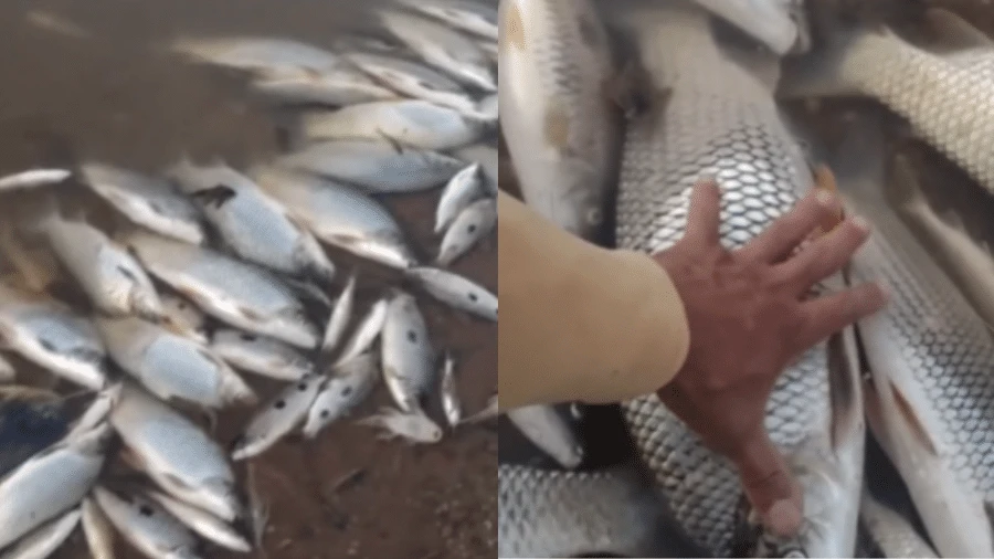 Cardumes mortos ao longo do Paraopeba reacende alerta de contaminação em MG